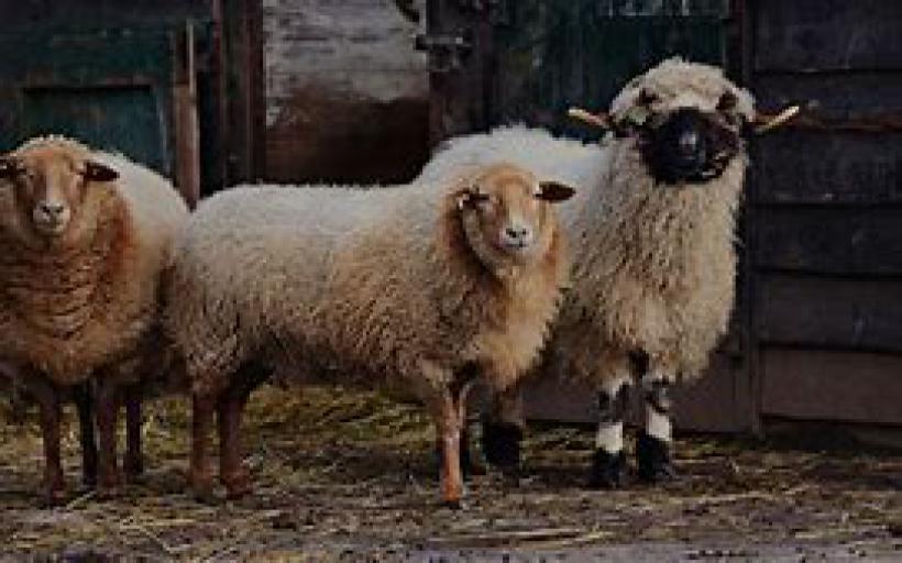 Adak Adama Duası Okunuşu ve Anlamı