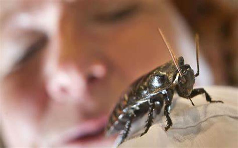 Hamam Böceğinden Kurtulma Duası