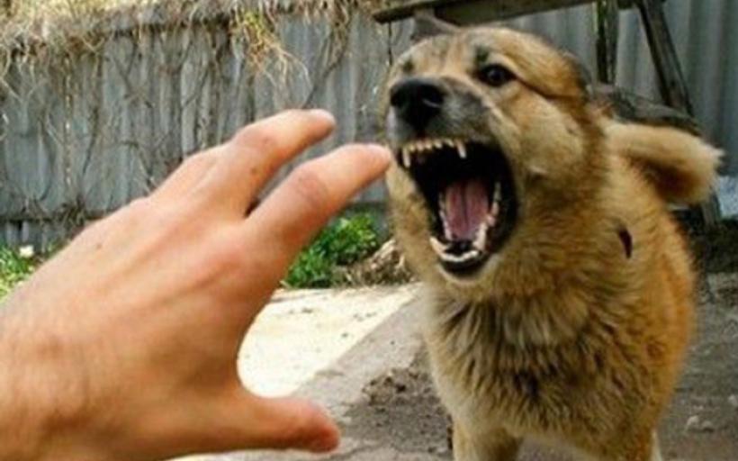 Hayvanlardan Korunma Duası