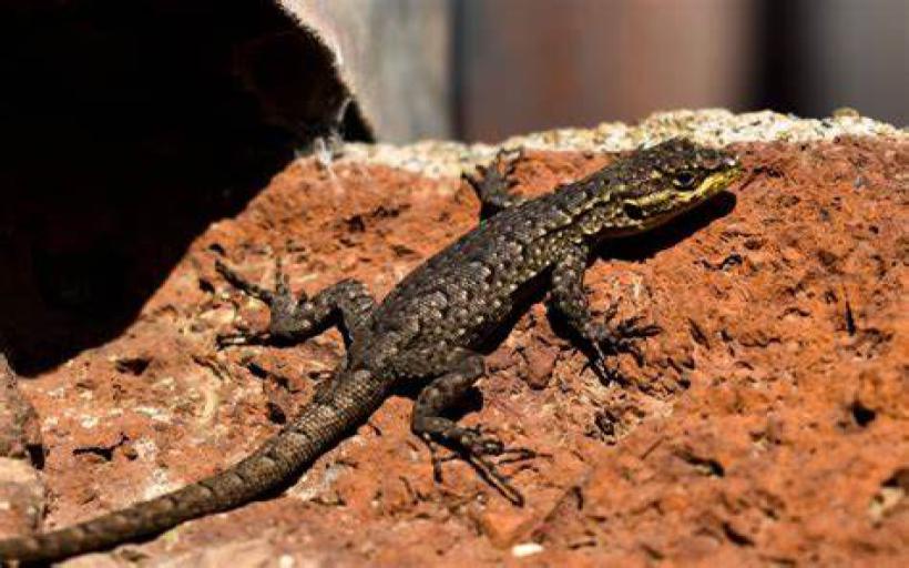 Kertenkele Kovma Duası Okunuşu ve Anlamı